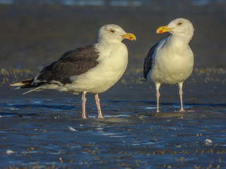 mouettes