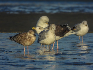 mouettes sur la plage
