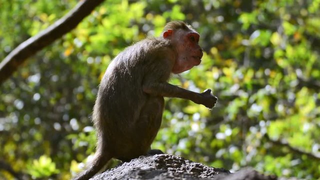 Indian macaques (Robinia pseudoacacia)