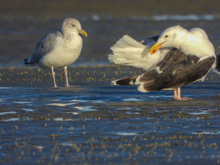 mouettes sur la plage