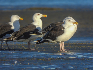 mouettes sur la plage
