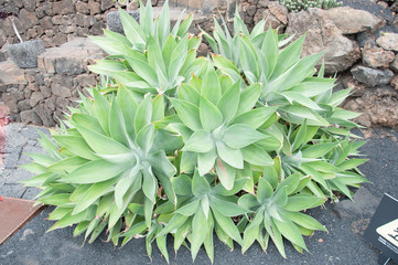 variety of cactus in cactus garden in canary islands, spain