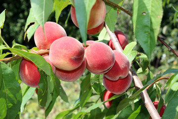 Apricot (peach). Juicy bright fruit on a tree branch. Pink with yellow side. Summer harvest.