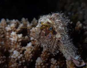 Hermit crab carrying a shell on coral reef in Red Sea