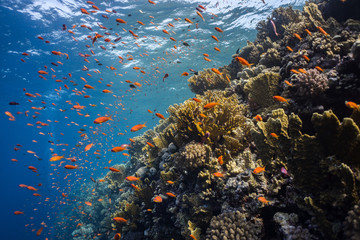 Fototapeta na wymiar Anthias fish on Elphinstone Reef in Red Sea