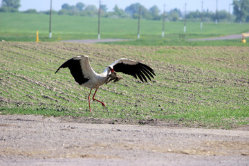 Stork with spread wings, taking off from the field. In the beak of dry grass for making a nest. Blurred background. Belarus.