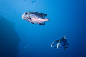 Bigeye emperor in Red Sea