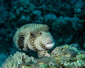 Pufferfish on the coral reef in Red Sea
