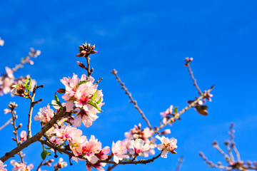 Flowering Almond Branch.