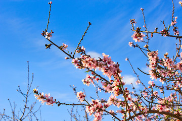 Flowering Almond Branch.