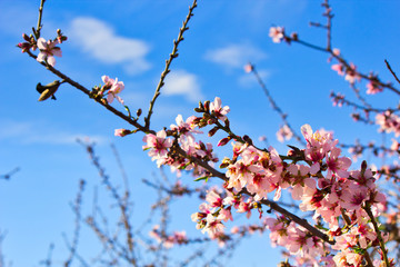 Flowering Almond Branch.