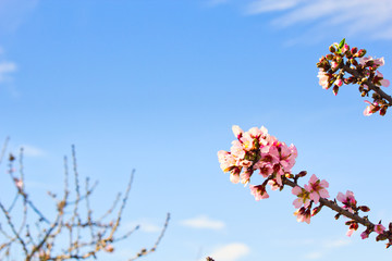 Flowering Almond Branch.