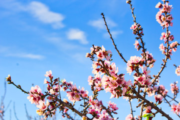 Flowering Almond Branch.