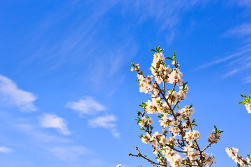 Flowering Almond Branch.