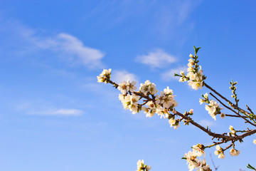 Flowering Almond Branch.