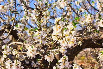 Flowering Almond Branch.
