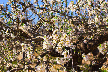 Flowering Almond Branch.