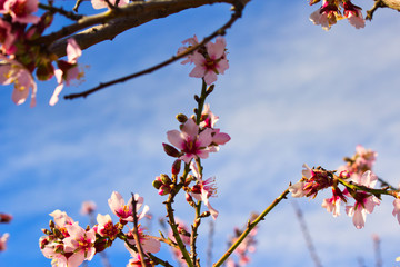 Flowering Almond Branch.