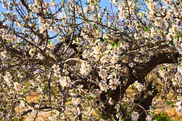 Flowering Almond Branch.