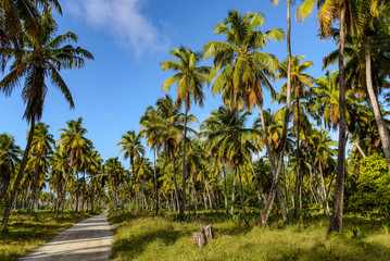 Palm plantation in the Seychelles islands.