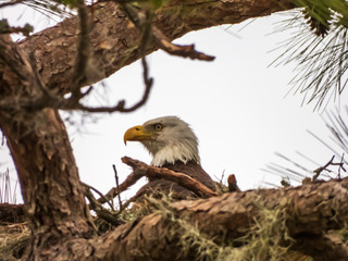 BALD EAGLES