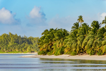 Shoreline in the Seychelles islands. Sandy beaches with palm trees.