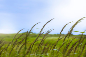 wild grass swaying in the strong wind