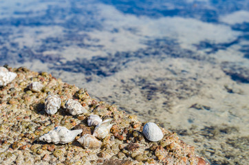 sea coast with beautiful stones and shells Sunny day