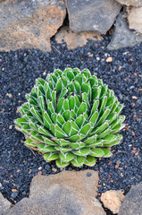 variety of cactus in cactus garden in canary islands, spain