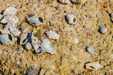 sea coast with beautiful stones and shells Sunny day