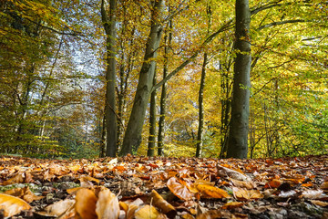Birkenwald im Herbstlicht mit viel buntem Laub am Boden