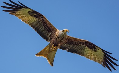 Red Kite (Milvus milvus) in flight