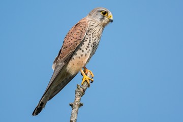Kestrel (Falco tinnunculus) perching on branch with blue sky background