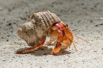 Hermit crab on the beach - obrazy, fototapety, plakaty
