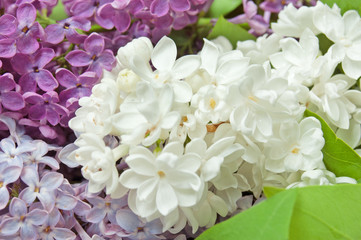 different sorts of lilac flowers