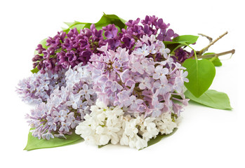 different sorts of lilac flowers