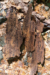 Borkenkäfer buchdrucker