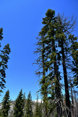 Obraz premium Tall trees in Yosemite National Park, California, USA
