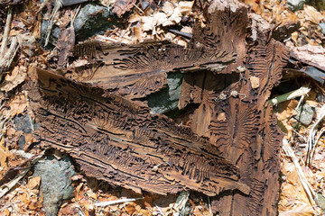 Borkenkäfer buchdrucker