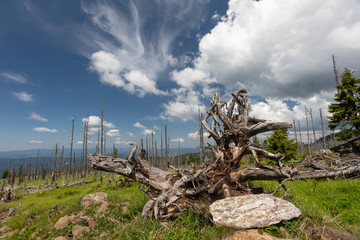 Am Rachel im Nationalpark Bayerischer Wald