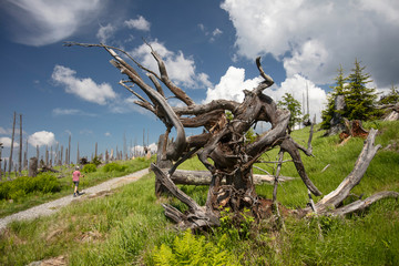 Am Rachel im Nationalpark Bayerischer Wald