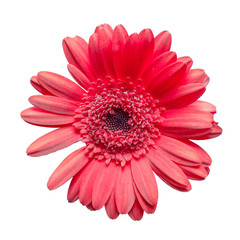 beautiful maroon gerbera daisy flower isolated on white background closeup