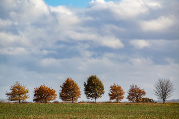 Row of small trees with autumn colors, in Oxfordshire, England