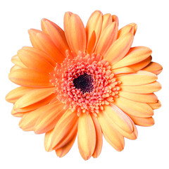 beautiful orange gerbera daisy flower isolated on white background closeup