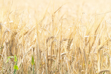 Fototapeta premium Golden ears of ripe wheat