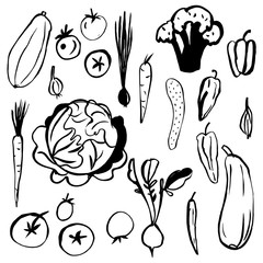 Hand drawn vegetables on white background.   Vector sketch  illustration.