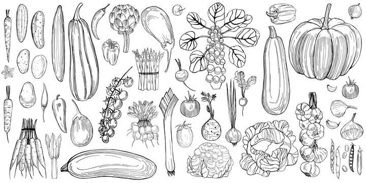Hand drawn vegetables on white background.   Vector sketch  illustration.