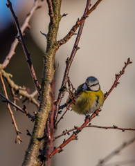 Young small yellow chickadee bird on apricot tree in winter cold sunny day