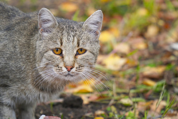 Portrait of a grey cat