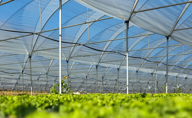 Fototapeta premium Fresh organic lettuce seedlings in a greenhouse